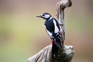 A woodpecker on a twisted tree stump on a colored background