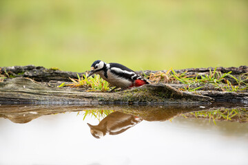 A woodpecker looking in a puddle