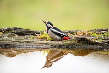 A woodpecker at the edge of a puddle and its reflection