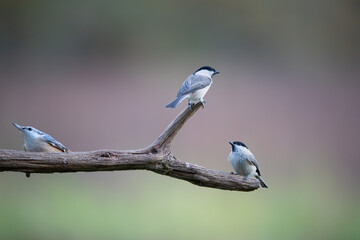 Three little birds on a stick on a colorful background