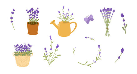 Set of different bouquets of lavender. Collection of items with lavender flowers, lavender in pot, basket, watering can. Vector illustration, flat style.
