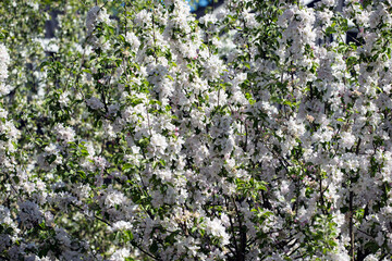 spring flowers background, nacka,sverige,sweden,stockholm,Mats