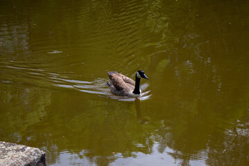 Canada goose (Branta canadensis) on a lake