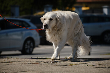 An elderly golden retriever walks down a city street on a leash on a sunny day. An old purebred dog...