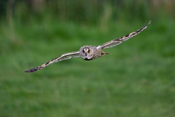 Long-eared owl in flight