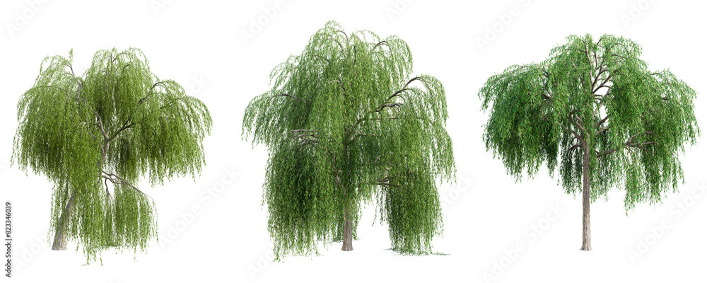 Aufkleber set of weeping willow tree isolated on transparent background. 3d render.