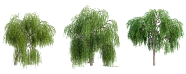 Set of weeping willow tree isolated on transparent background. 3D render.