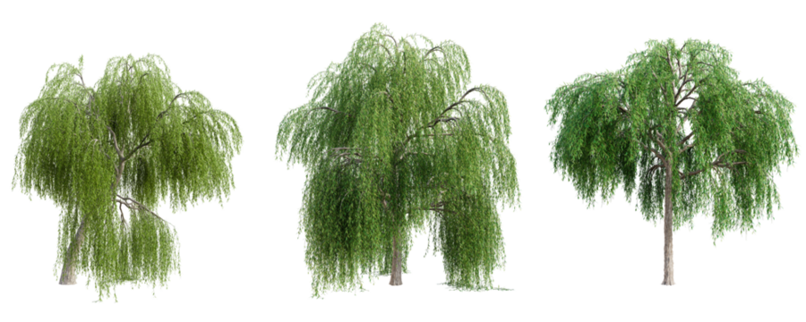 Set of weeping willow tree isolated on transparent background. 3D render.