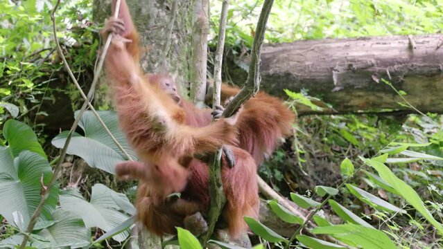 an orangutan baby climbs off its mother and up a vine in the rainforest of gunung leuser national park on sumatra, indonesia