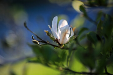 Blooming Magnolia Stellata