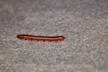 Trigoniulus corallinus. Macro photo of rusty centipede or common Asian centipede.