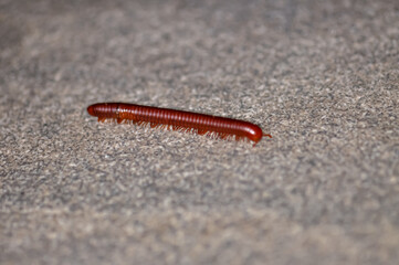 Trigoniulus corallinus. Macro photo of rusty centipede or common Asian centipede.