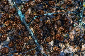View from above. Pine cones lie on the ground in the forest creating a thick cover. Background. A large number of pine cones rot on the ground in the forest turning into fertilizer.