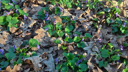 Forest violets 