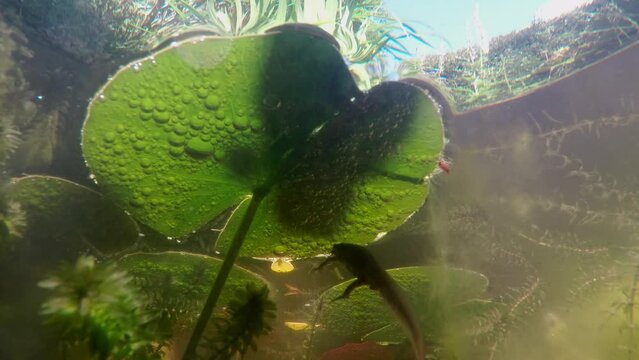 A wild smooth newt swimming about in a pond under a lily pad in the UK. Sunshine