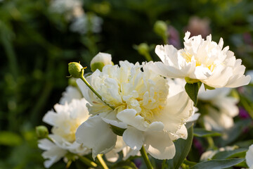 Blooming bush of bomb-shaped white and yellow peonies in the garden
