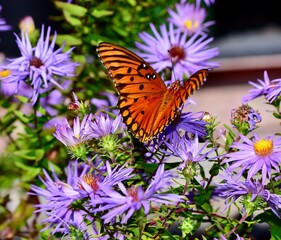 Gulf Fritillary butterfly on Blue Wood aster