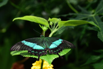 Papilio buddha, Malabar Banded Peacock butterfly