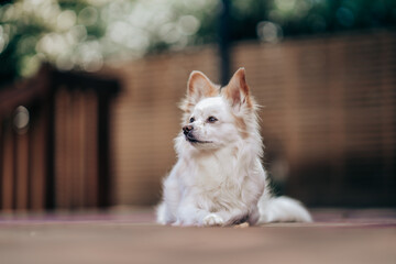 White dog sitting on ground, gazing upward