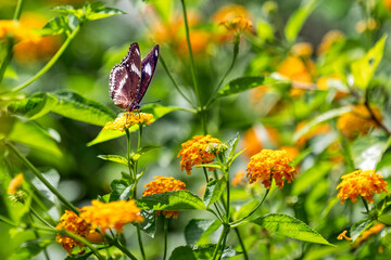the butterfly sits on the tip of a bright green bush