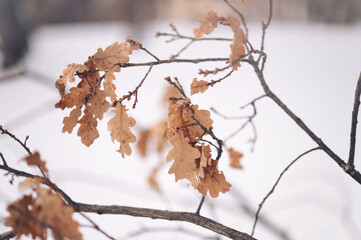 Closeup of dried plants in the snow