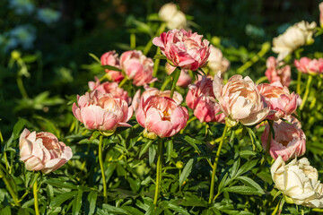 Peony Coral Charm orange pink peony flower in bloom