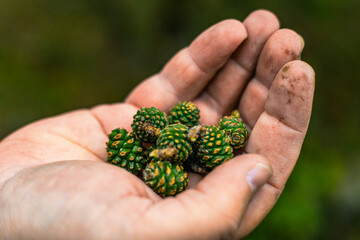 Young green cones in hand on a forest background. A man holds green cones collected in the forest...
