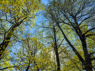 Beautiful sunny forest scene with tall trees and vibrant green foliage under a clear blue sky. Perfect for nature, environment, and outdoor themed projects.