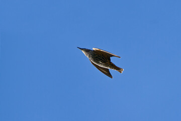 Common starling (Sturnus vulgaris) soaring high in the sky