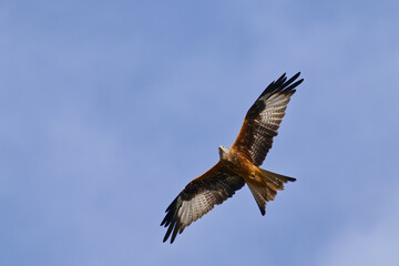 Red kite (Milvus milvus) flying against a clear blue sky