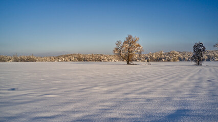 Snow-covered field with trees under clear skies, winter landscape