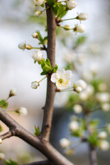 Closeup of white flower on tree branch, possibly cherry blossom