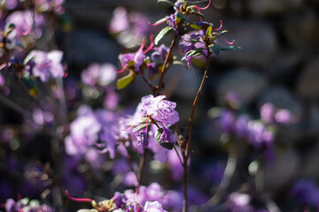 A lovely display of purple flowers adorns a shrub in spring