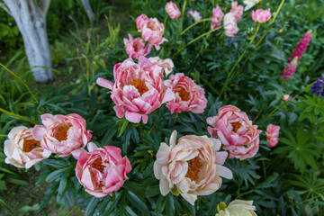 Peony Coral Charm orange pink peony flower in bloom