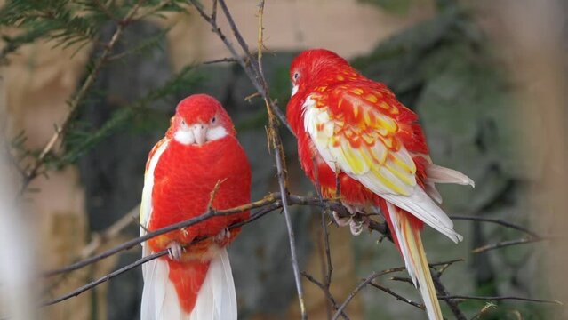 Pair of eastern rosella parrots perching in tree twigs in an aviary in daytime with blur backgorund
