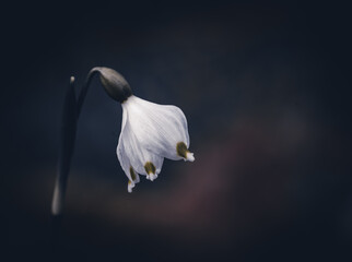 Closeup of a white snowbell in a garden