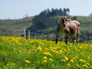 cow in meadow with dandelions in german part Sauerland