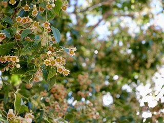 Flowering kurrajong (Brachychiton populneus), found naturally in Australia, introduced as an ornamental tree to South Africa, Louisiana, California, Arizona and Mediterranean countries. Spain