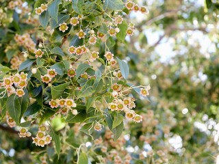 Flowering kurrajong (Brachychiton populneus), found naturally in Australia, introduced as an ornamental tree to South Africa, Louisiana, California, Arizona and Mediterranean countries. Spain