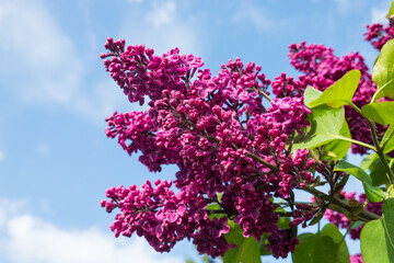 Lilac branch with bright purple flowers against a blue sky with clouds. Background.