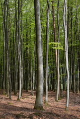 fresh spring leaves on beech trees in german forest