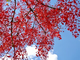 Flowering flame tree, Illawarra flame tree, lacebark tree, or  kurrajong (Brachychiton acerifolius), Spain