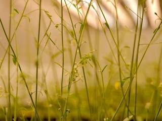 Close up of the thale cress, mouse-ear cress or arabidopsis (Arabidopsis thaliana), a small plant from the mustard family (Brassicaceae), an important model organism in plant biology, genome analysis.