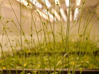 Close up of the thale cress, mouse-ear cress or arabidopsis (Arabidopsis thaliana), a small plant from the mustard family (Brassicaceae), an important model organism in plant biology, genome analysis.