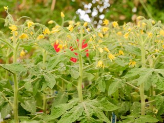 Transgenic tomatoes (Solanum lycopersicum) in greenhouse, a model plant for the studies in developmental biology, stress biology and food science, GMO, Genetically modified organism, CRISPR