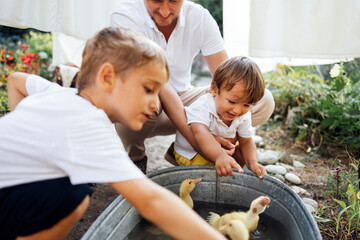 Two cute little boys and young dad watch how ducklings swim in a metal pelvis of water.
