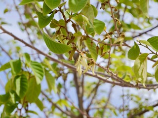 Flowers of cherimoya (Annona cherimola), chirimoya, chirimuya or custard apple. Spain