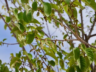 Flowers of cherimoya (Annona cherimola), chirimoya, chirimuya or custard apple. Spain