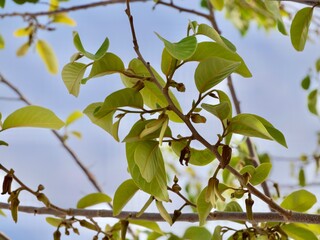 Flowers of cherimoya (Annona cherimola), chirimoya, chirimuya or custard apple. Spain