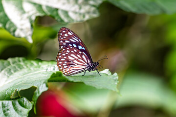 Butterfly perches on vibrant green tree leaves
